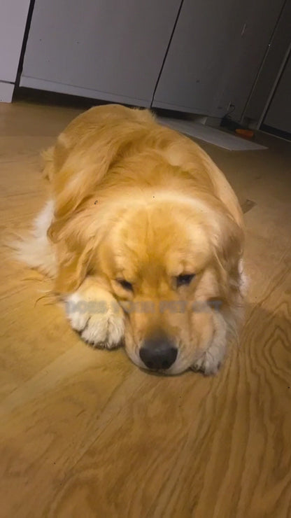 Quack Treats Premium Puzzle Interactive Feeder: Spark Joy in Every Mealtime