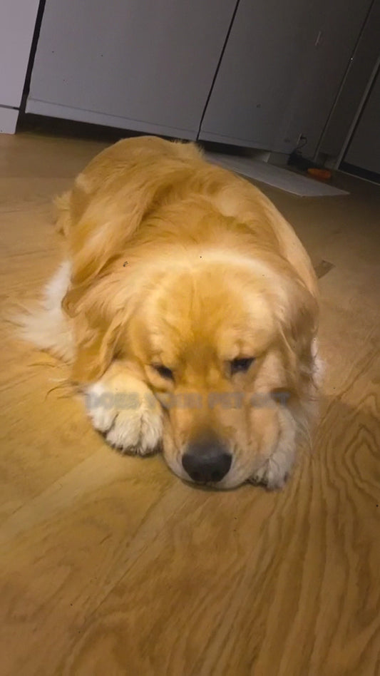 Quack Treats Premium Puzzle Interactive Feeder: Spark Joy in Every Mealtime